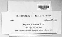 Septoria lactucae image
